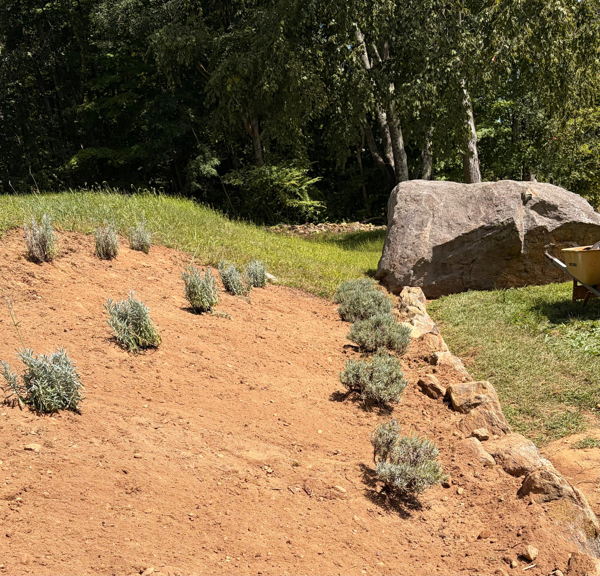Newly planted lavender on one of the slopes at the farm.