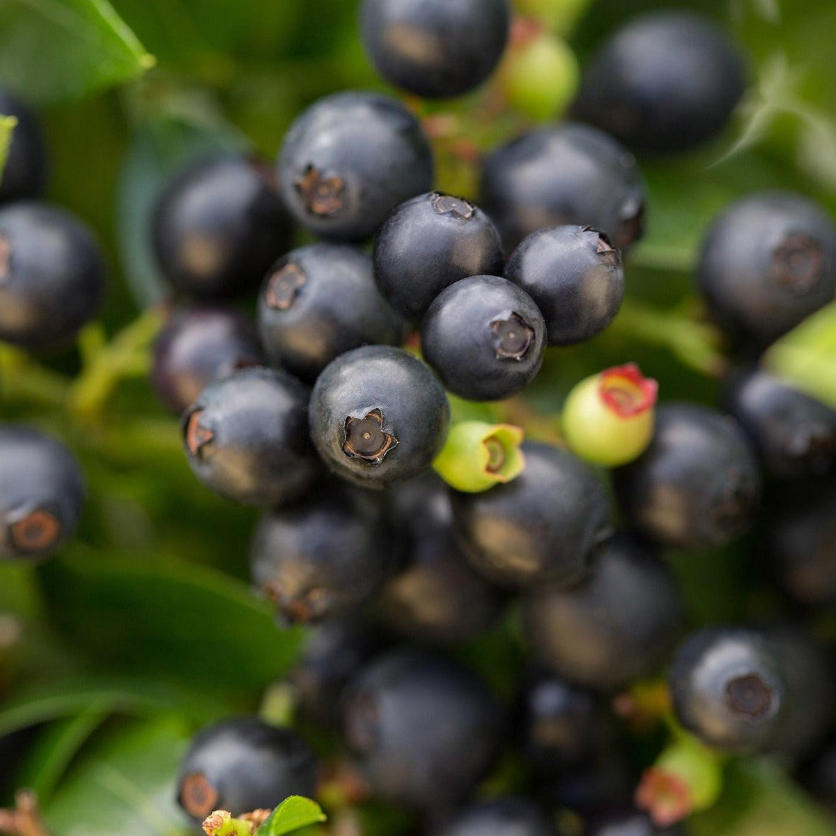 Berries