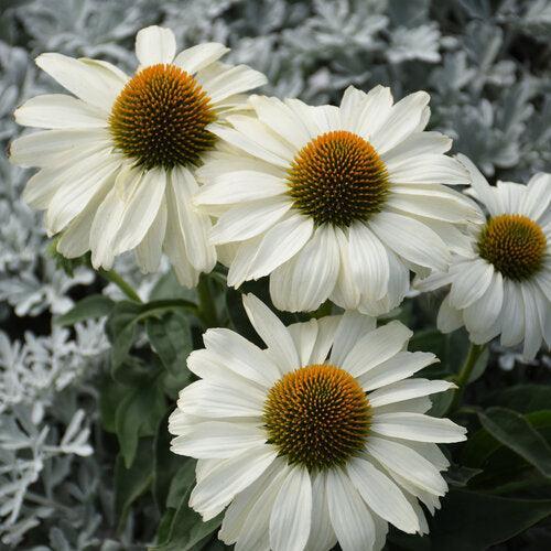 Perennials