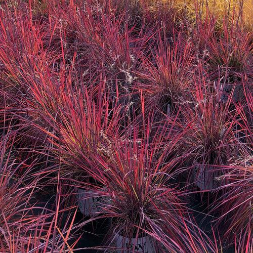 Ornamental Grass