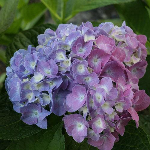 Hydrangeas