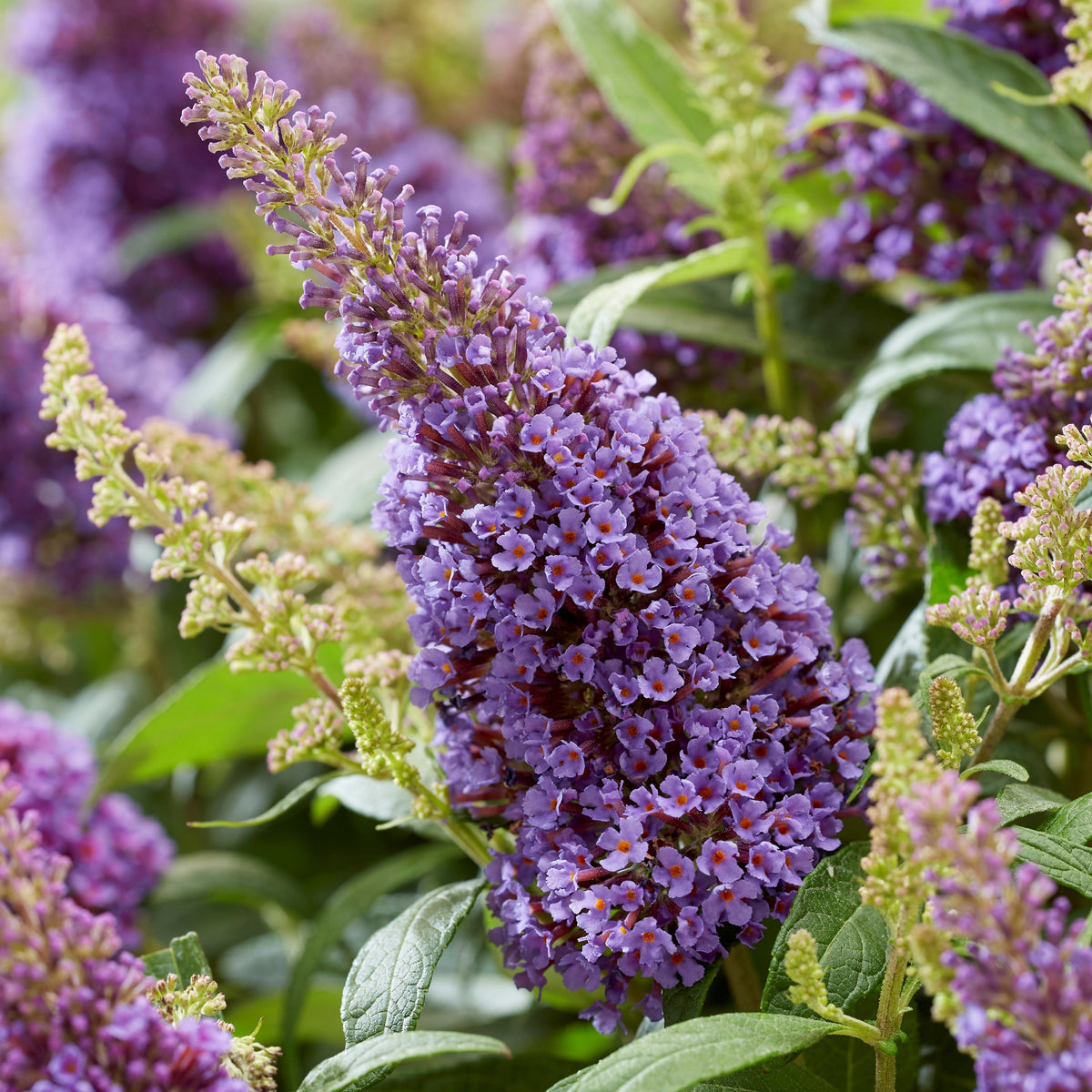 Shrubs