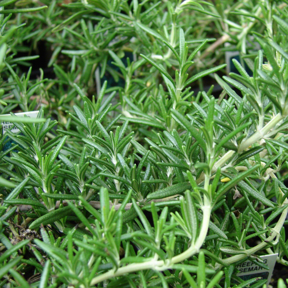 Herbs