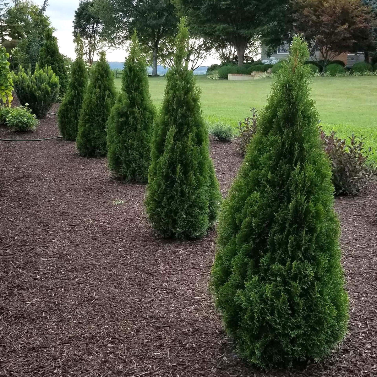 Trees