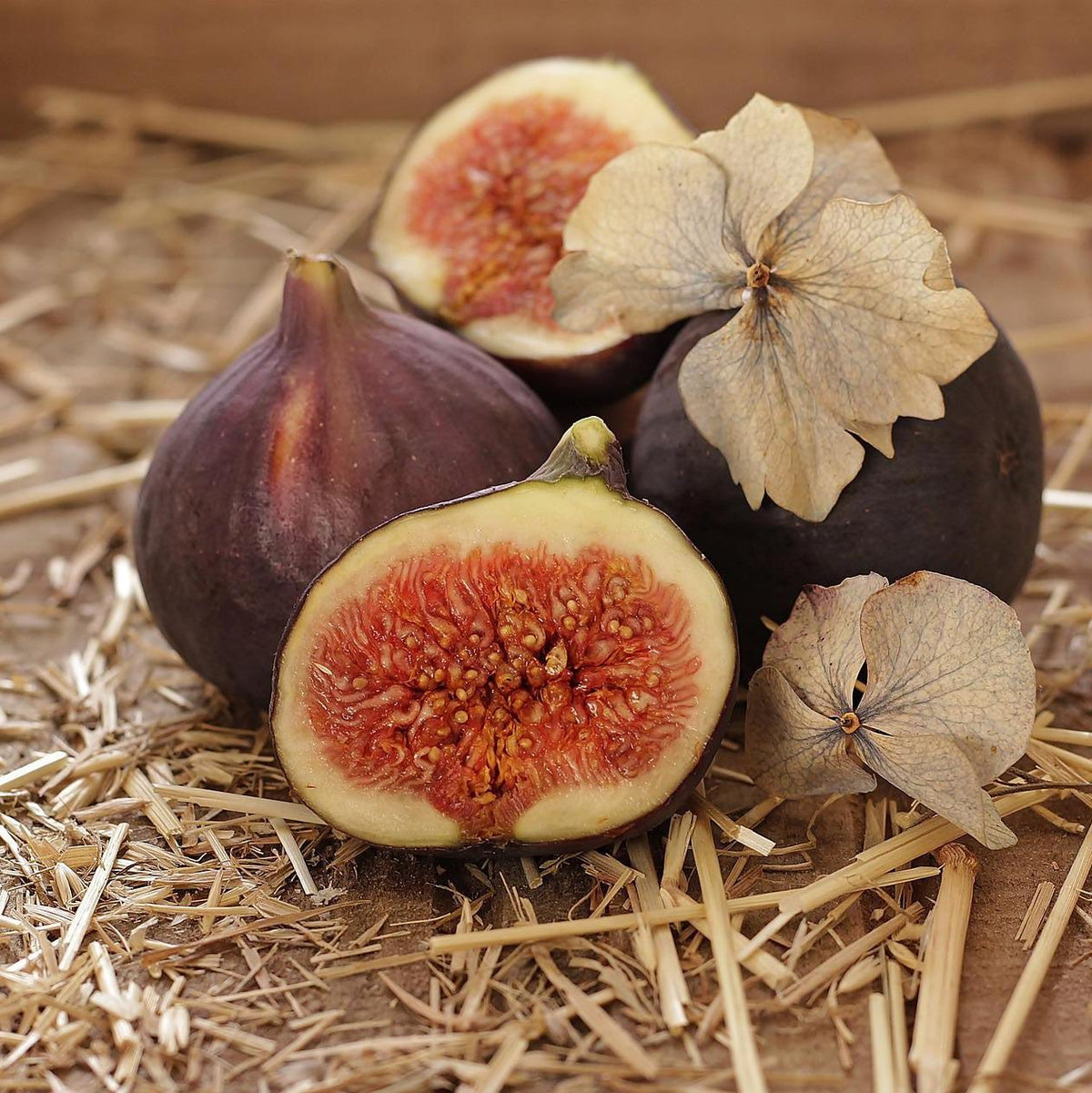 Fruit Trees & Plants