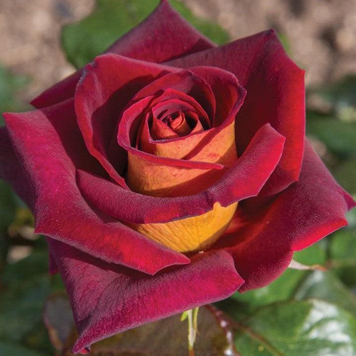 Roses
