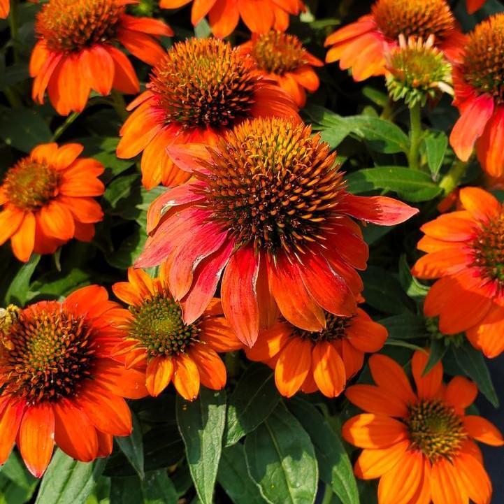 Edible Flowers