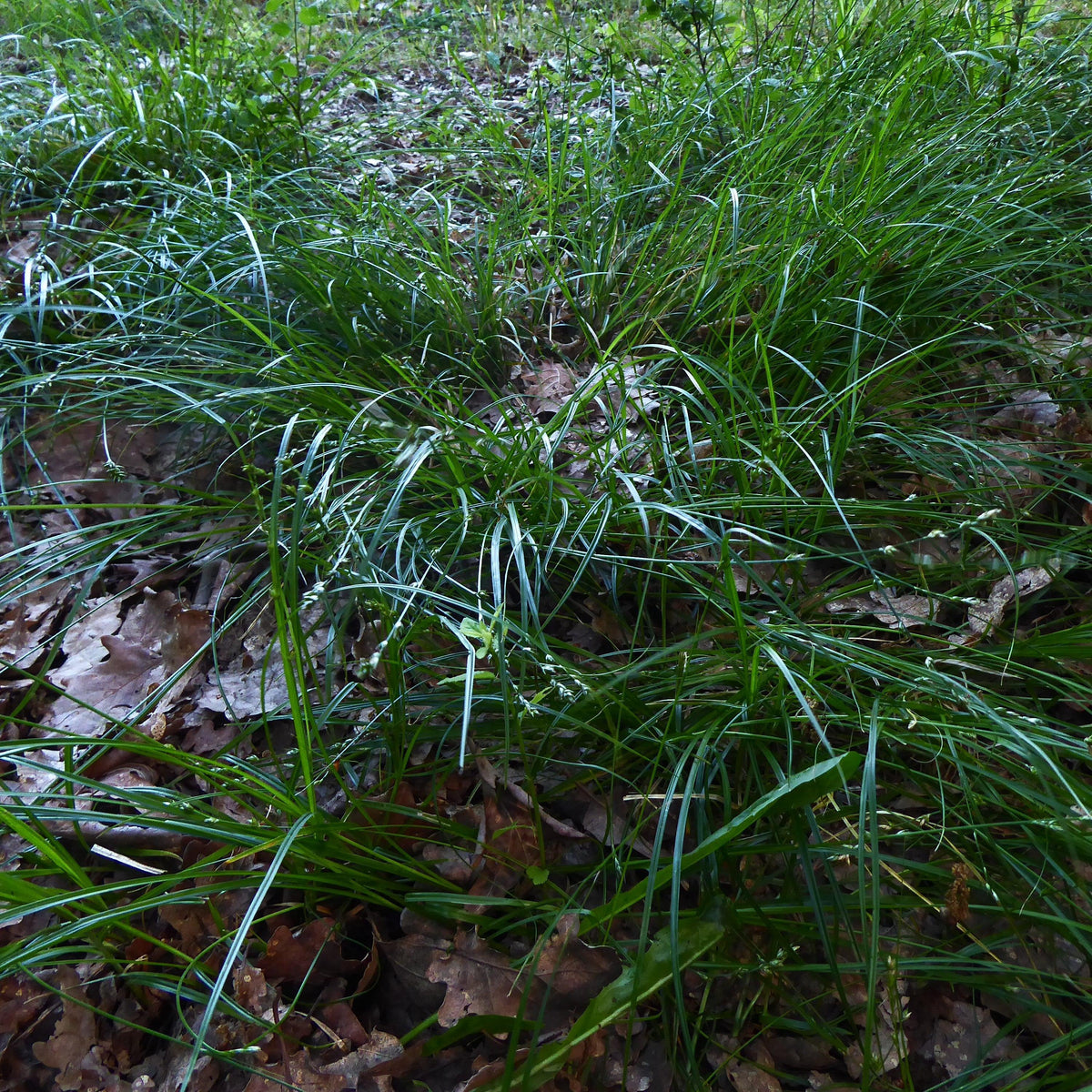 Carex divulsa  - Grassland Sedge