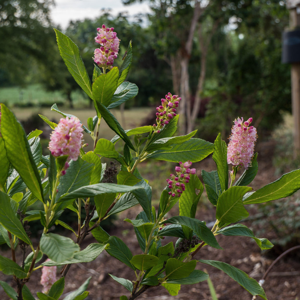 Clethra alnifolia 'Ruby Spice'  - Ruby Spice Summersweet