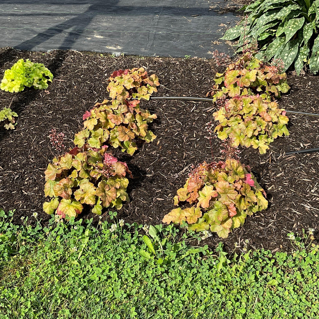 Heuchera 'Toffee Tart' PP33,694  - Dolce® Toffee Tart Heuchera