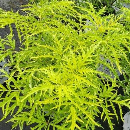Sambucus racemosa 'SMNSRD4'  - Lemony Lace® Elderberry