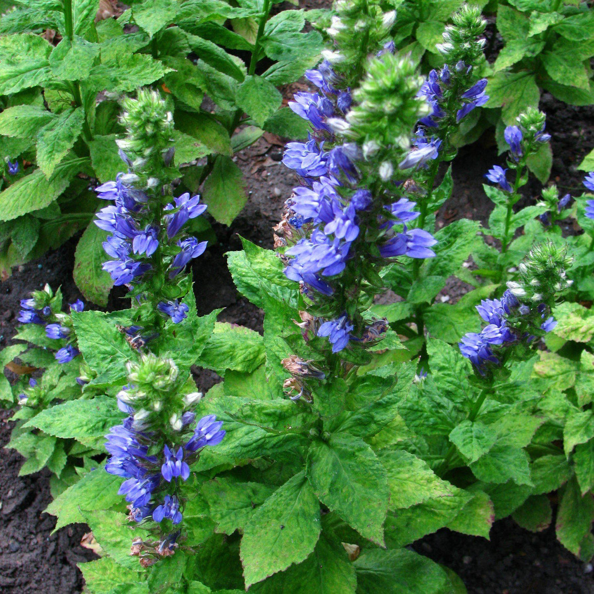Lobelia siphilitica  - Blue Cardinal Flower