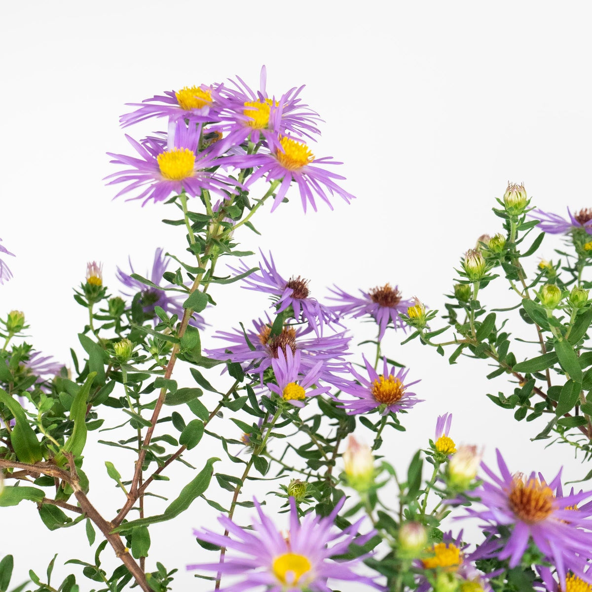 Aster oblongifolius 'Raydon's Favorite'  - Raydon's Favorite Aromatic Aster
