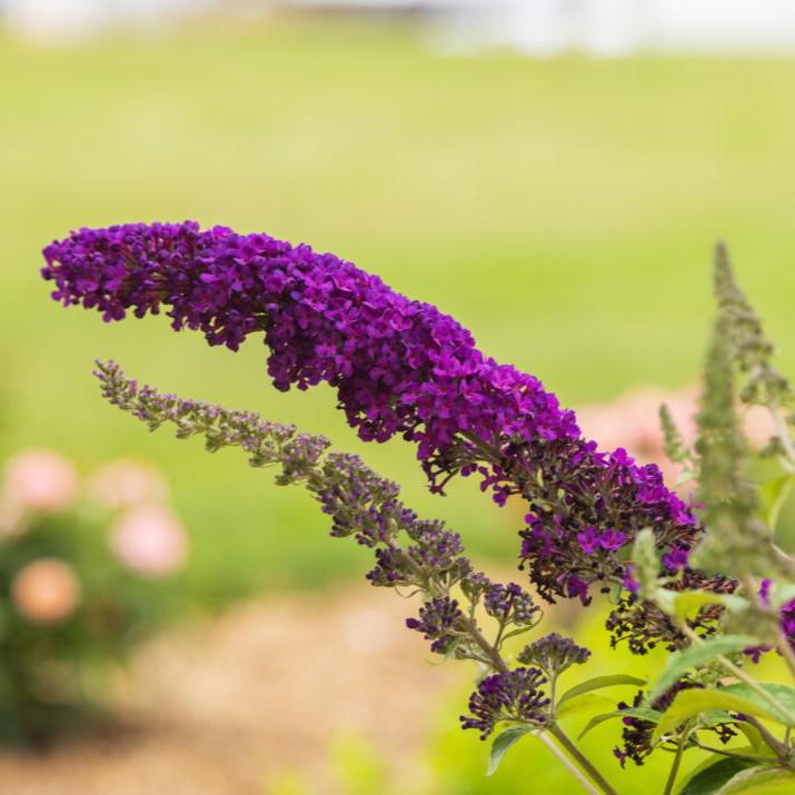 Buddleia davidii 'PIIBD-I' PP26,305  - First Editions® Groovy Grape™ Butterfly Bush