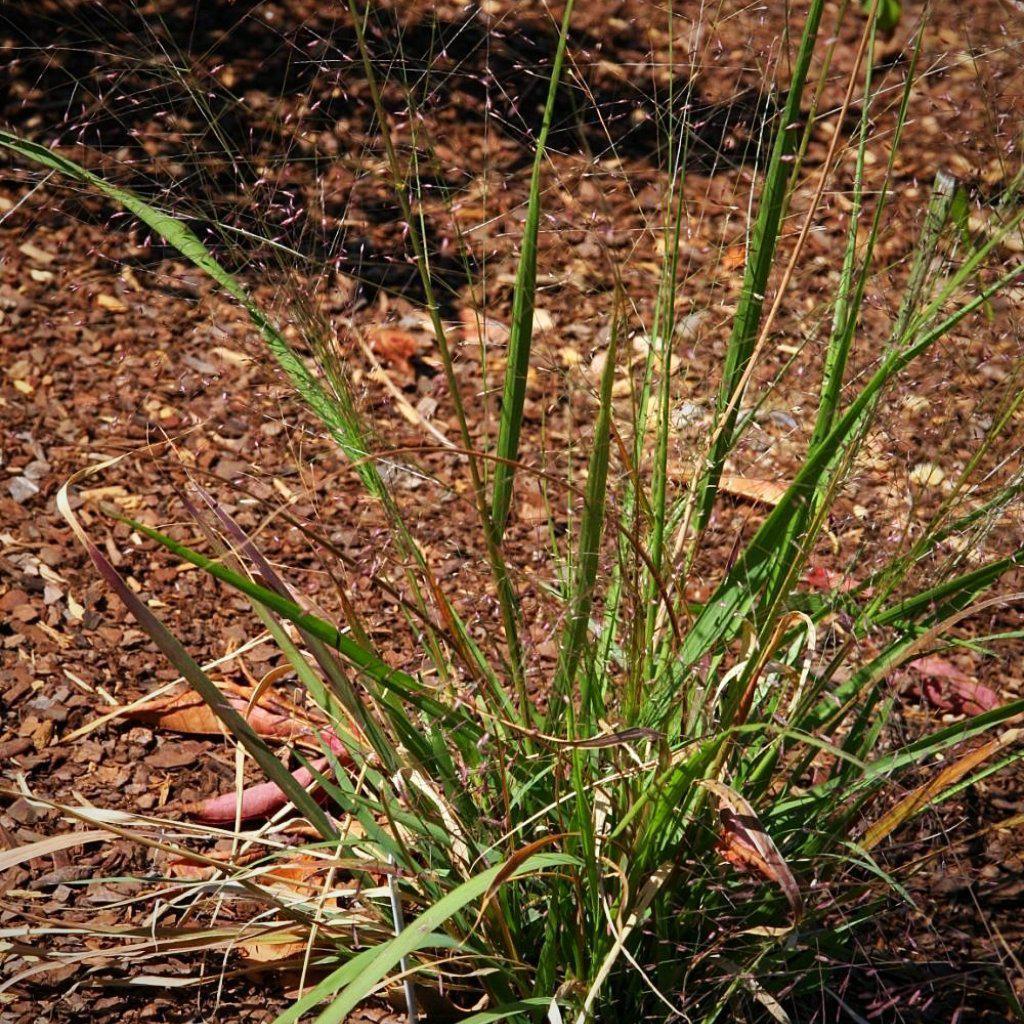Eragrostis spectabilis  - Purple Lovegrass
