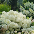 Hydrangea paniculata 'NCHP1'  - PW® Puffer Fish® Hydrangea
