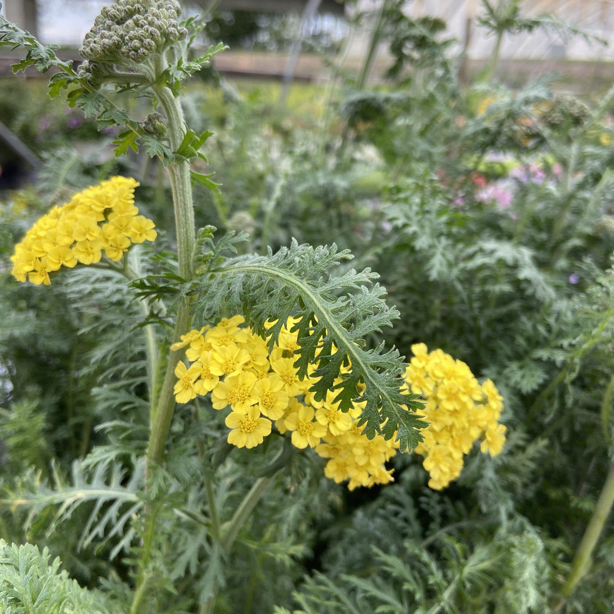 Achillea ’Firefly Sunshine’  - Firefly Sunshine Yarrow