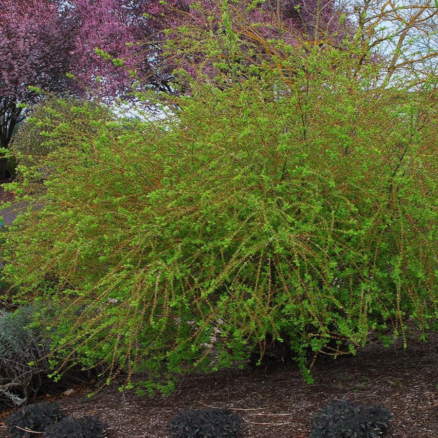 Salix integra 'Hakuro Nishiki'  - Dappled Willow