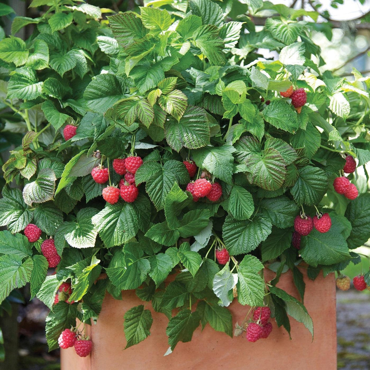 Rubus idaeus 'NR7'  - Shortcake® Raspberry