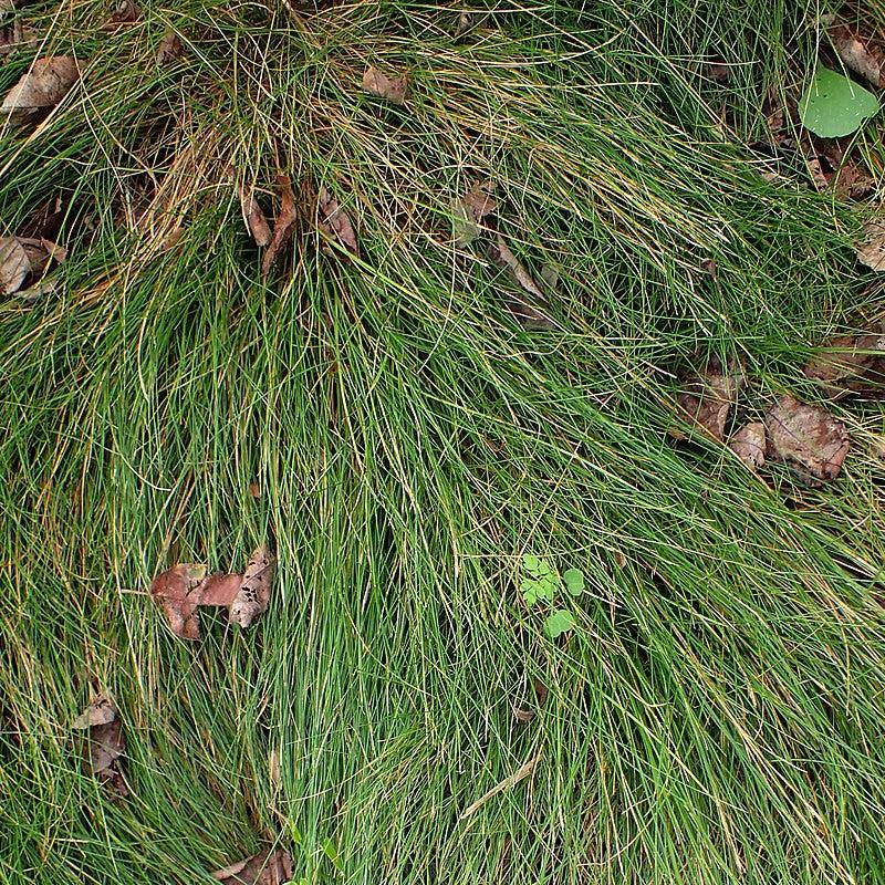 Carex eburnea  - Bristle-leafed Sedge