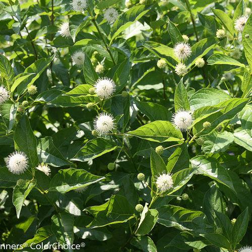 Cephalanthus occidentalis 'SMCOSS'  - Sugar Shack® Buttonbush