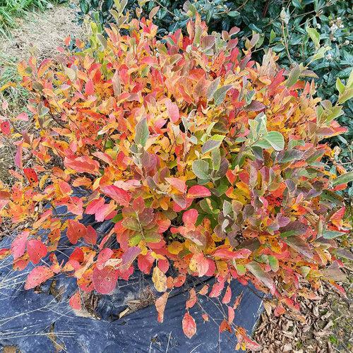 Fothergilla x intermedia 'NCFI1' USPP 34,139  - Legend of the Small® Fothergilla