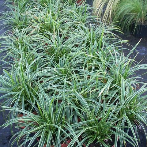 Carex morrowii 'Ice Dance'  - Ice Dance Sedge
