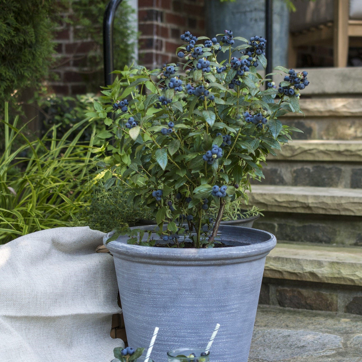 Vaccinium 'ORUS-61-1'  - Bushel and Berry® Perpetua® Blueberry