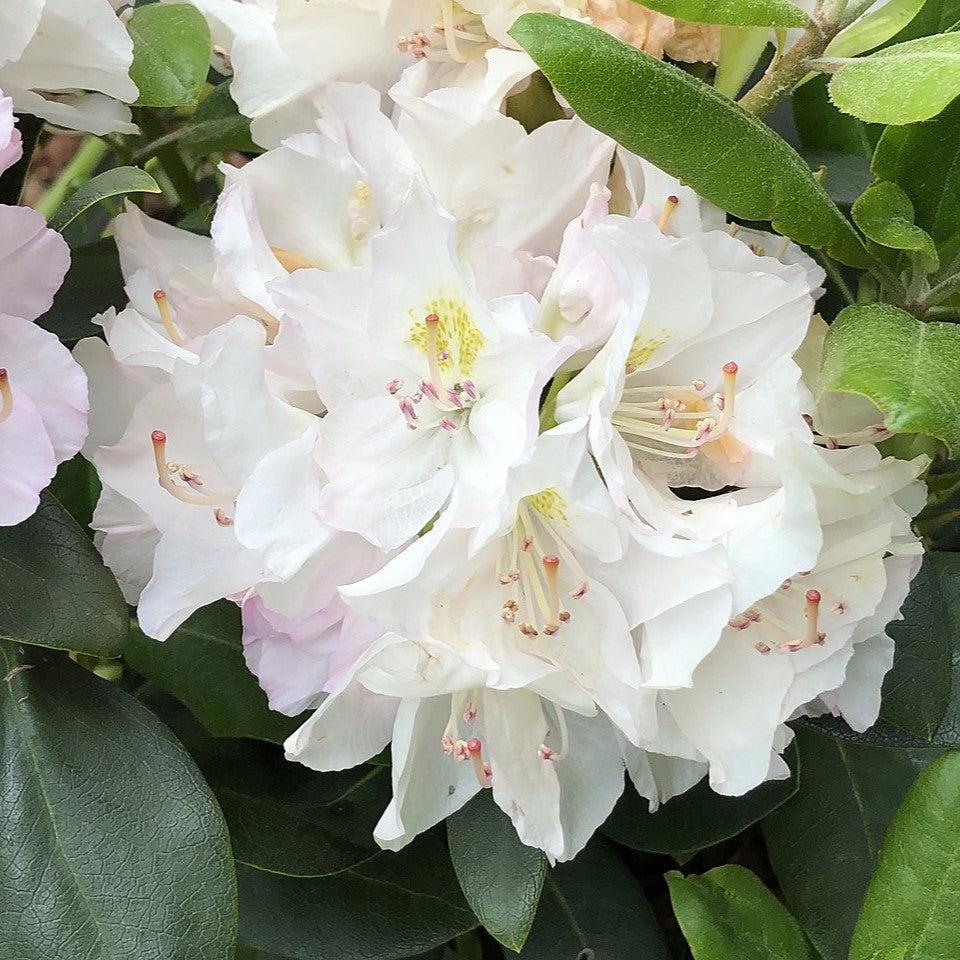 Rhododendron catawbiense 'Album'  - White Catawba Rhododendron