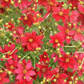 Coreopsis verticillata 'Scarlet Ribbons'  - Designer Threads™ Scarlet Ribbons Coreopsis