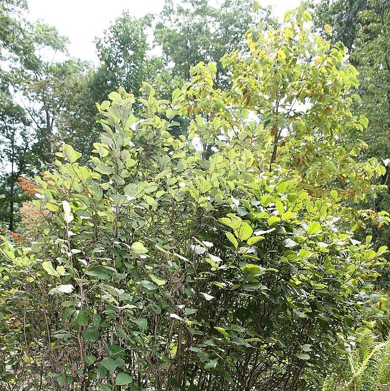 Fothergilla major 'Mount Airy'  - Mount Airy Fothergilla