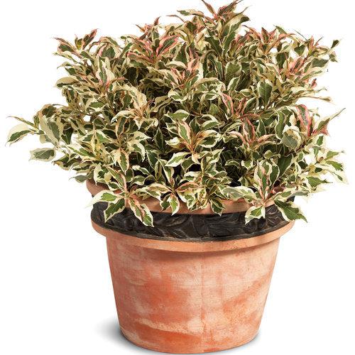 Weigela florida 'Verweig'  - My Monet® Weigela