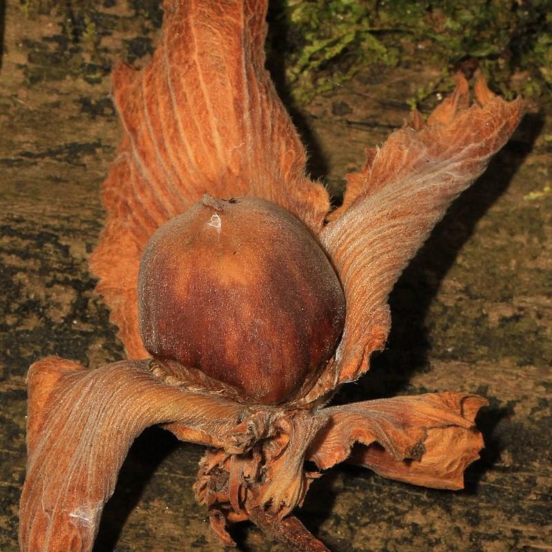 Corylus americana  - Hazelnut, American Filbert