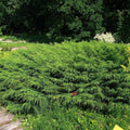 Microbiota decussata  - Siberian Cypress, Russian Arborvitae