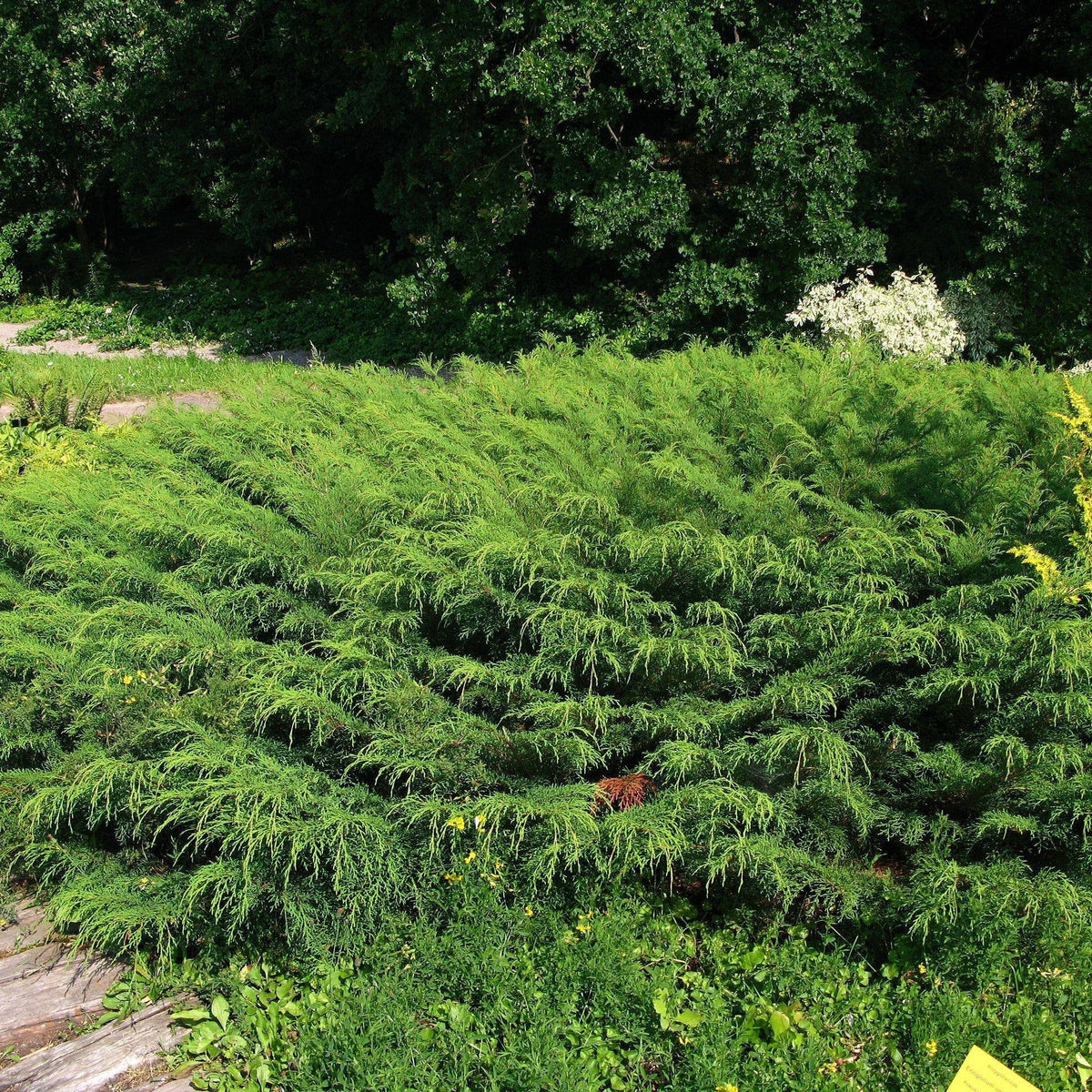 Microbiota decussata  - Siberian Cypress, Russian Arborvitae