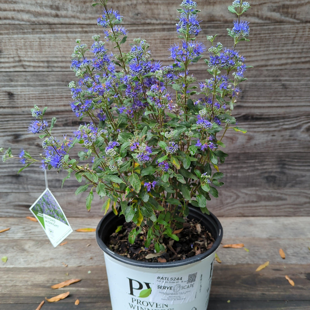 Caryopteris x clandonensis 'CT-9-12'  - Beyond Midnight® Bluebeard