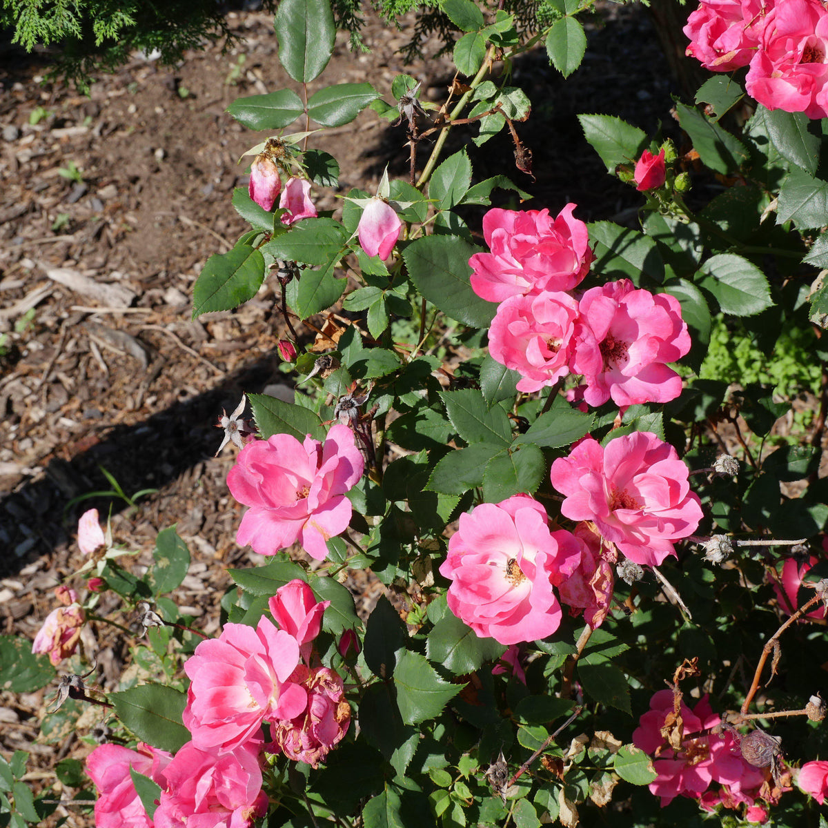 Rosa ‘Radcon’ PP#15,070  - Pink Knock Out® Rose