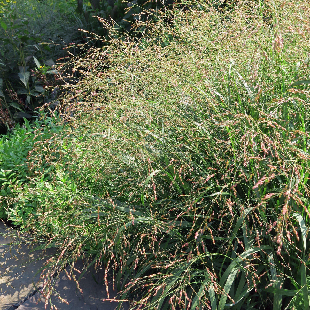 Panicum virgatum 'Cape Breeze'  - Cape Breeze Switch Grass, Panic Grass