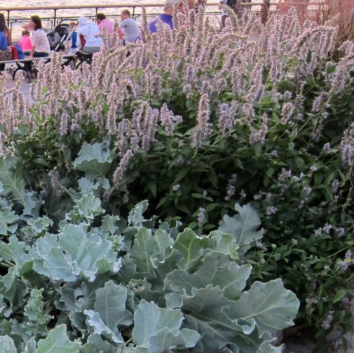 Agastache foeniculum 'Blue Fortune'  - Blue Fortune Giant Hyssop