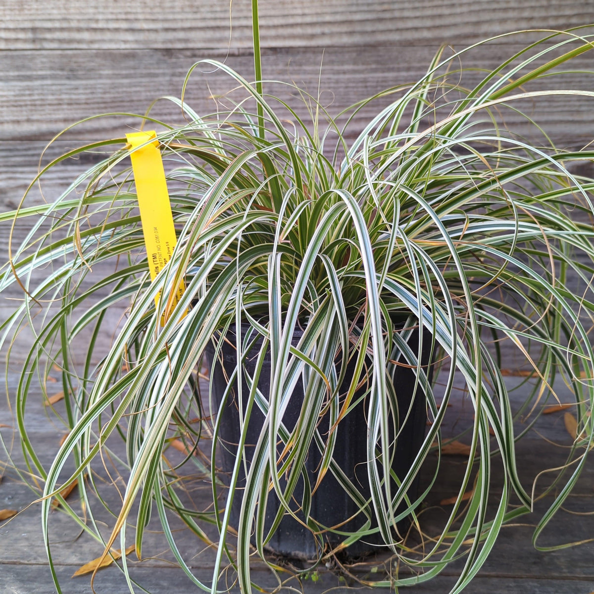 Carex oshimensis 'Feather Falls'  - Feather Falls Sedge