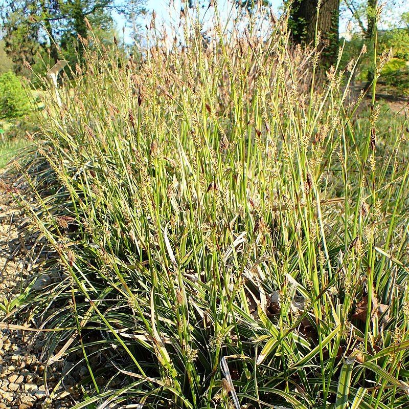 Carex morrowii 'Ice Dance'  - Ice Dance Sedge