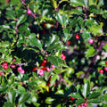 Ilex x meserveae 'Blue Princess'  - Blue Princess Holly