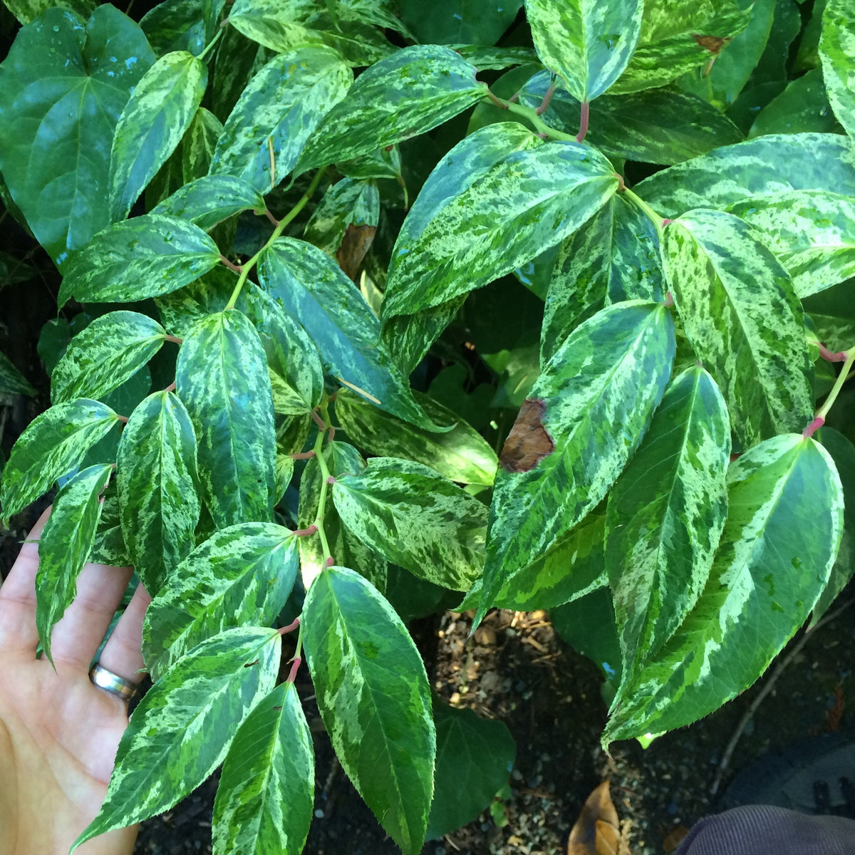 Leucothoe fontanesiana 'Rainbow'  - Rainbow Drooping Leucothoe