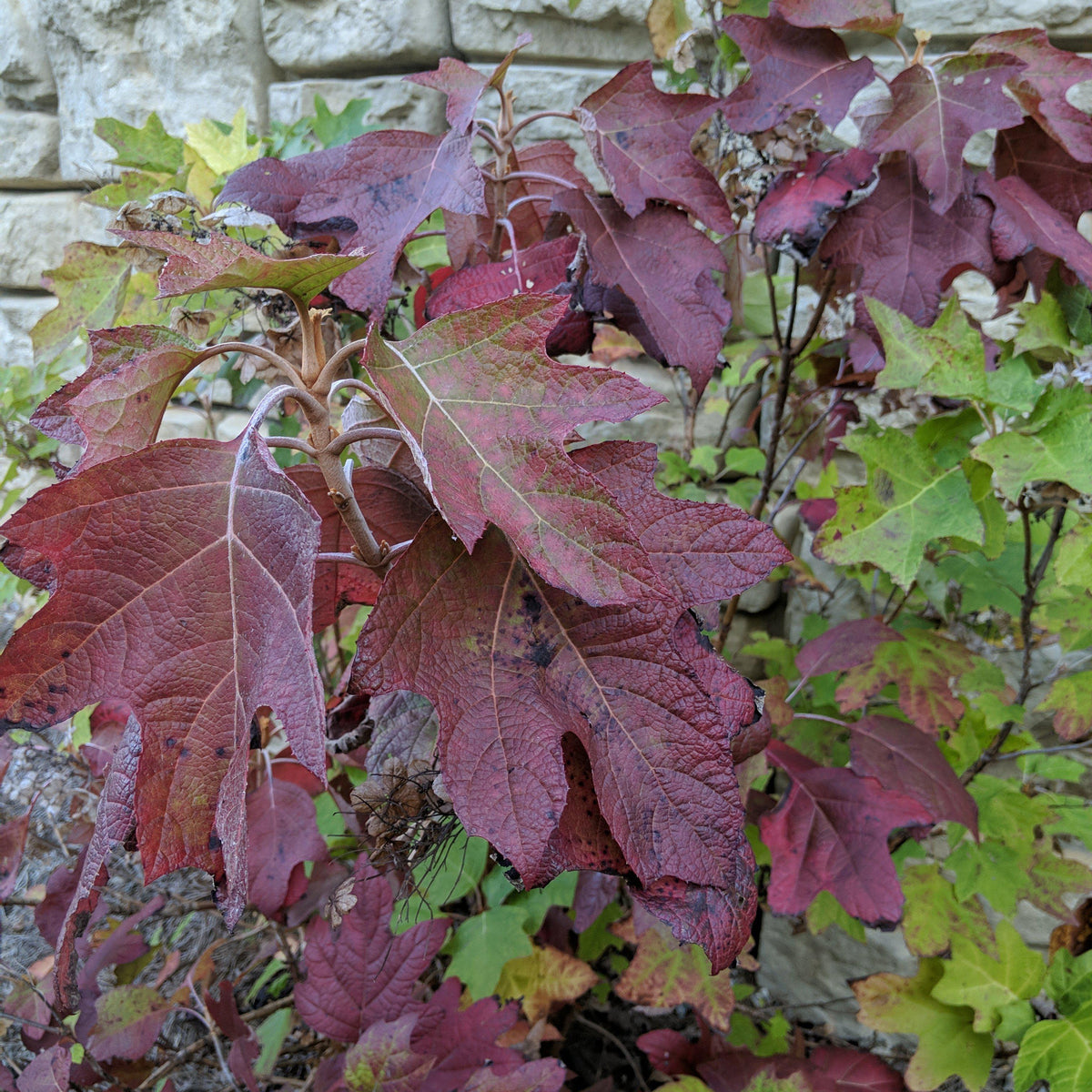 Hydrangea quercifolia 'Alice'  - Alice Oakleaf Hydrangea