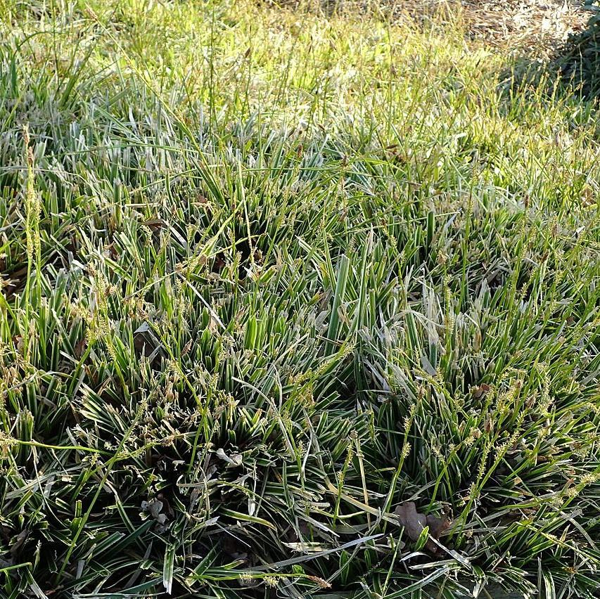Carex morrowii 'Ice Dance'  - Ice Dance Sedge