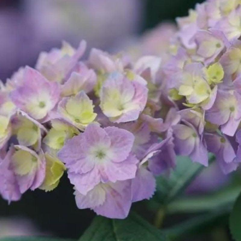 Hydrangea macrophylla × serrata 'SMNHSME'  - Let's Dance® Sky View® Hydrangea