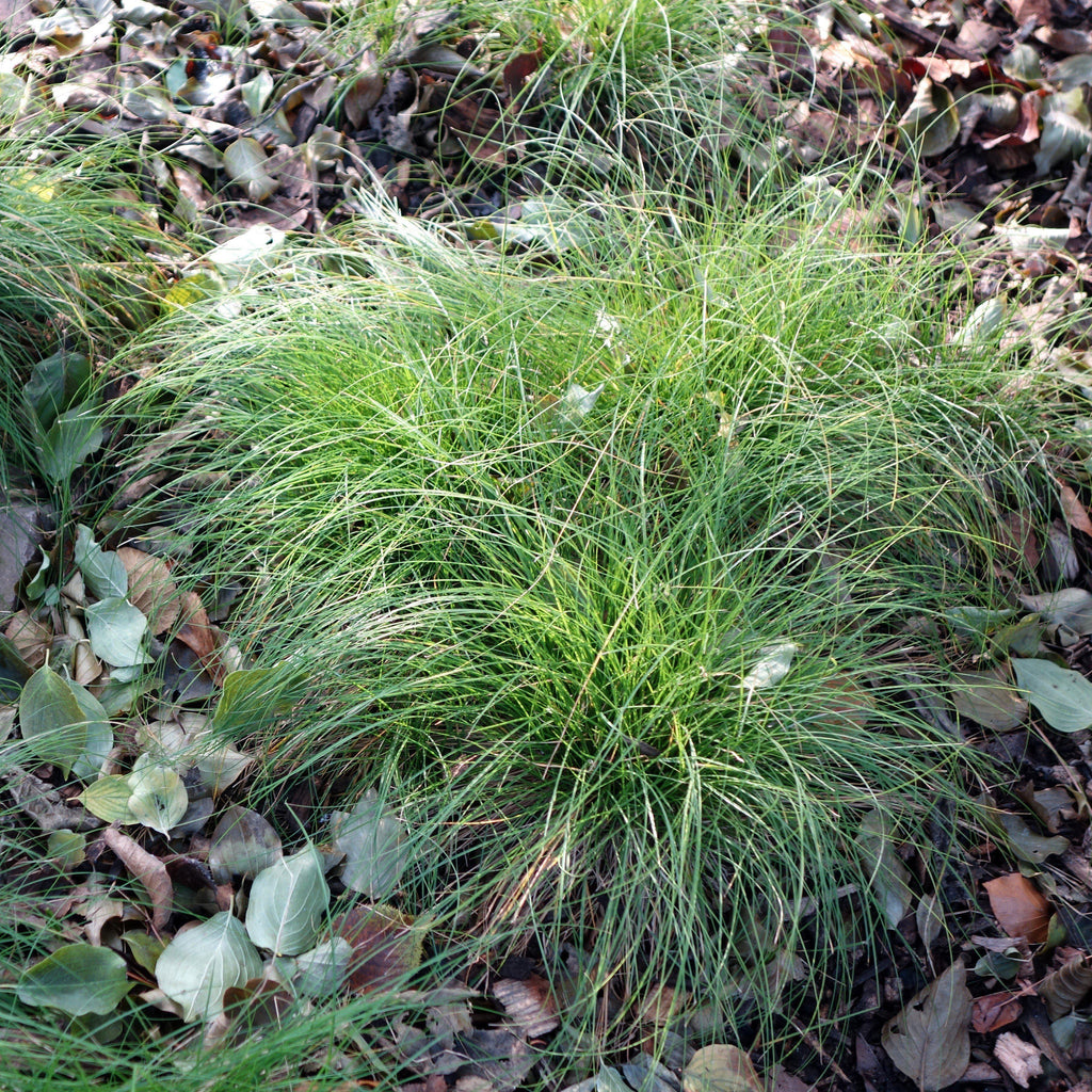 Carex appalachica  - Appalachian Sedge