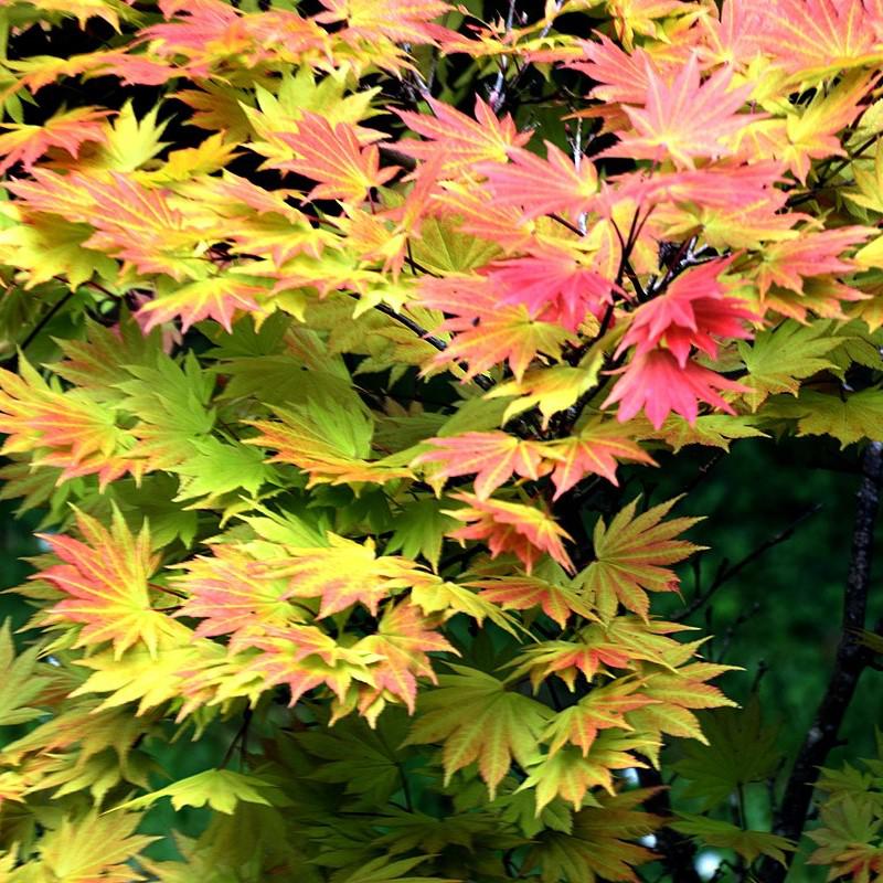 Acer shirasawanum 'Autumn Moon'  - Autumn Moon Japanese Maple
