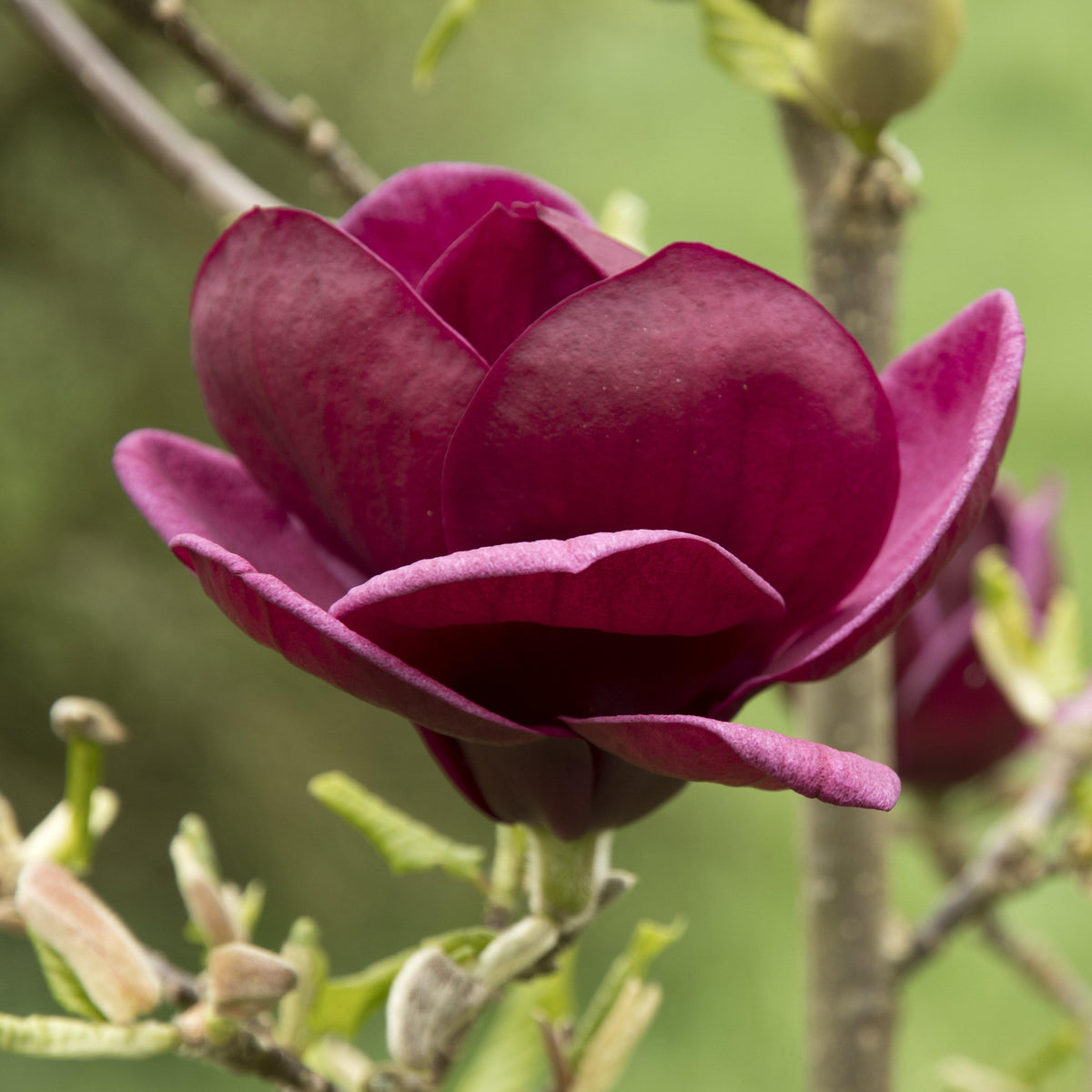 Magnolia x 'Genie'  - Genie Magnolia