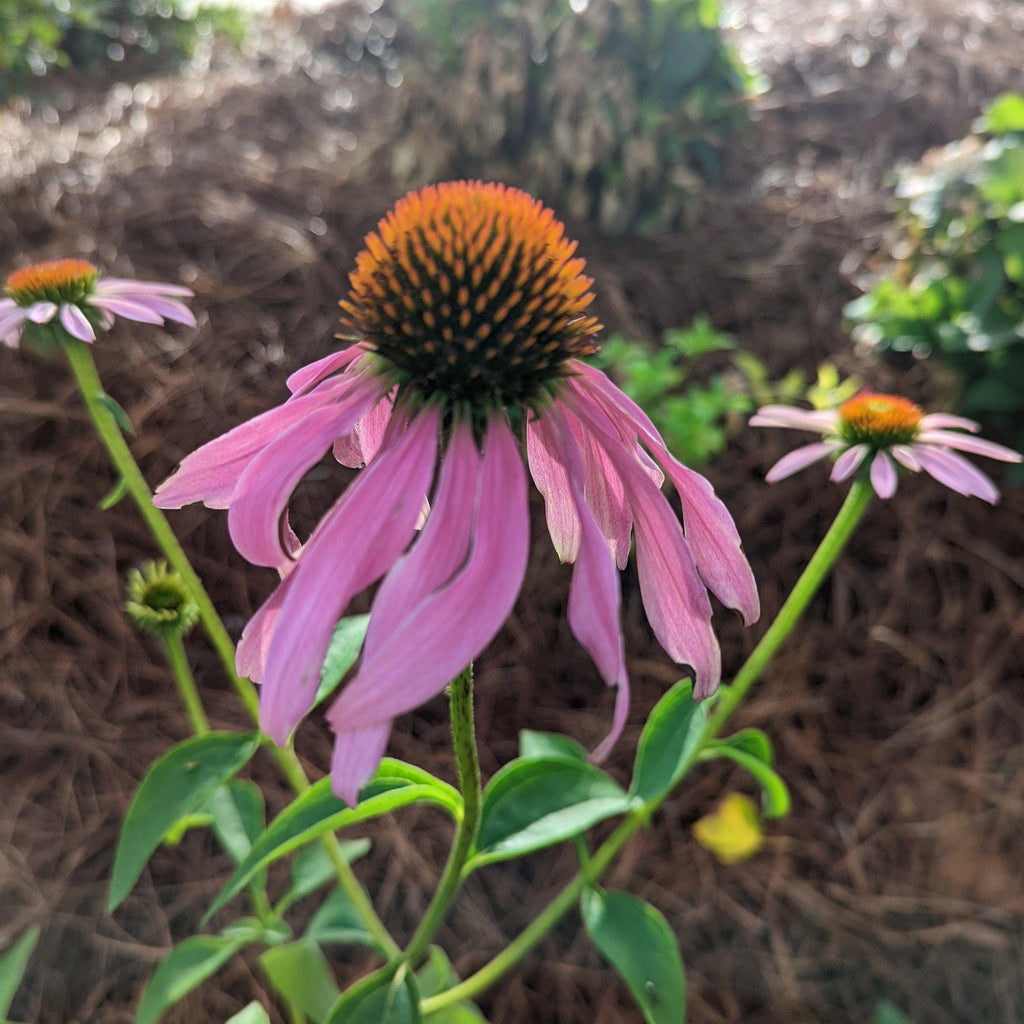 Echinacea purpurea 'Magnus'  - Magnus Echinacea, Coneflower